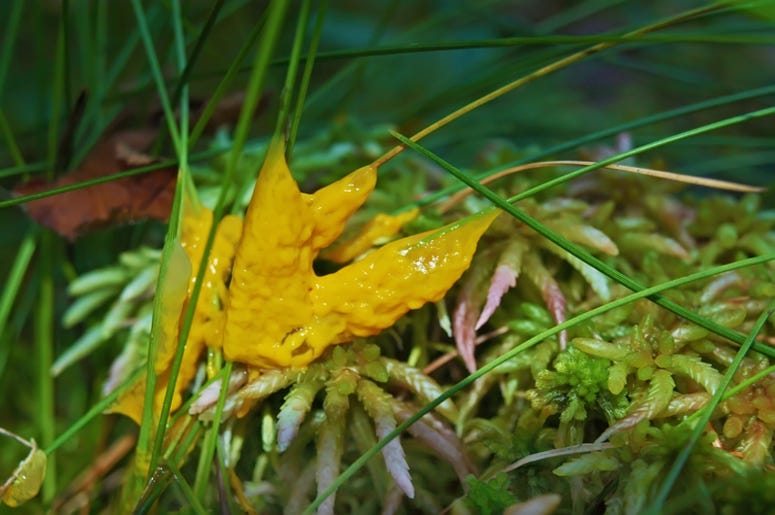 A yellow plasmodium of a slime mold on a grass A yellow plasmodium of a slime mold on a grass