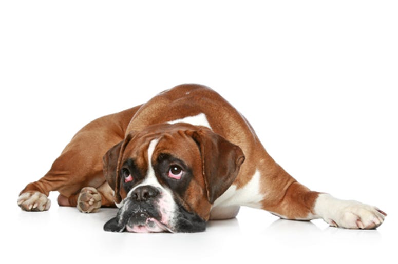 Boxer Dog Boxer Dog