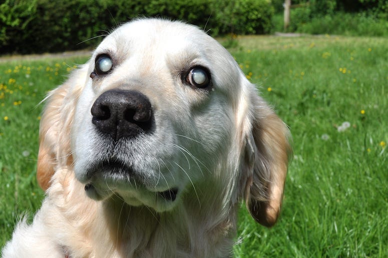 Blind, Dog, Eyes, Golden Retriever, Outdoors, Yard Blind, Dog, Eyes, Golden Retriever, Outdoors, Yard