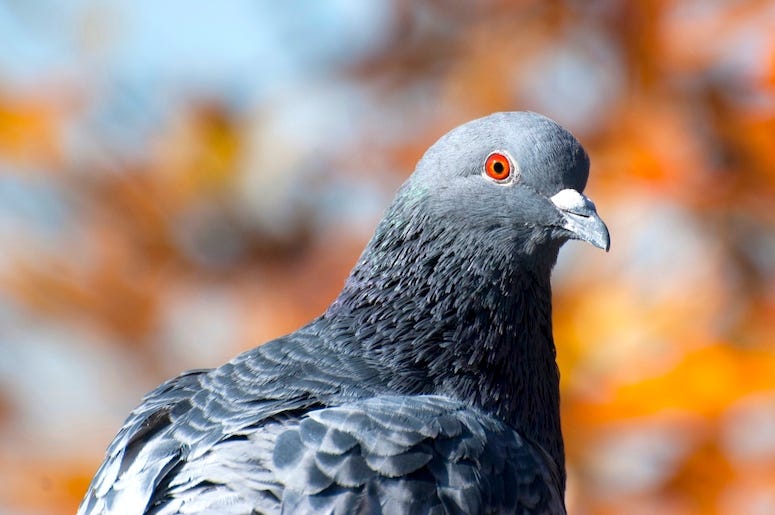 Pigeon, Rock Dove, Bird, Orange Eyes Pigeon, Rock Dove, Bird, Orange Eyes