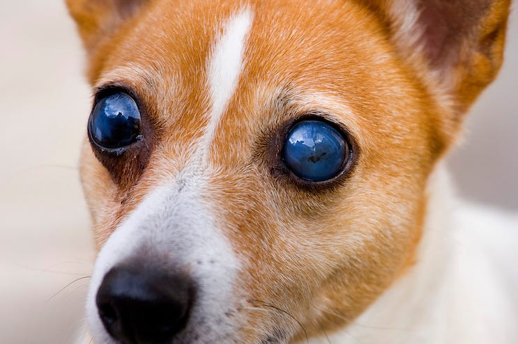 Blind, Dog, Eyes, Terrier, Close Up Blind, Dog, Eyes, Terrier, Close Up