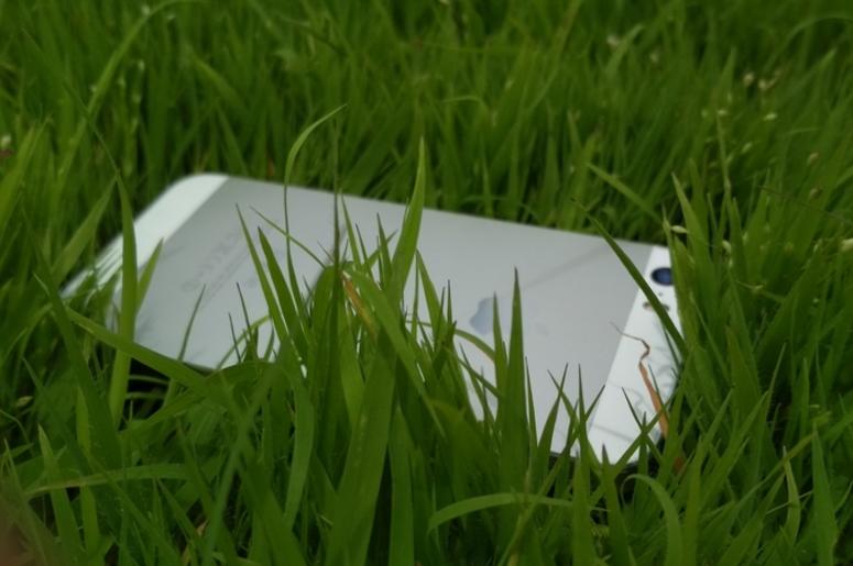 iPhone in Grass iPhone in Grass