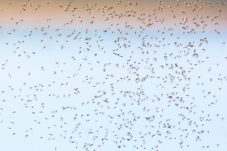 mosquitoes Mosquitoes