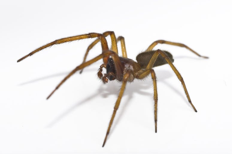 spider spider
