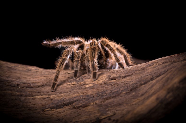 Tarantula, Spider, Branch Tarantula, Spider, Branch