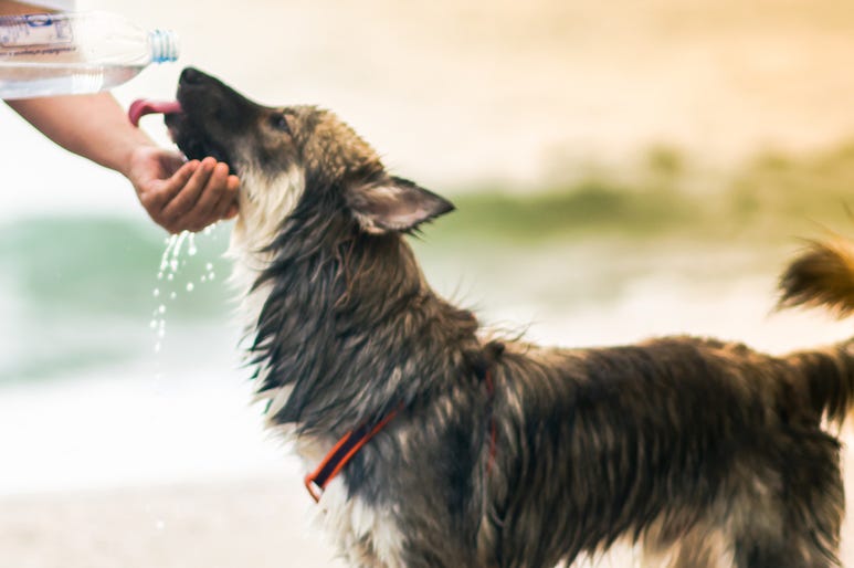 Dog, Drinking, Human, Good Boy Dog, Drinking, Human, Good Boy