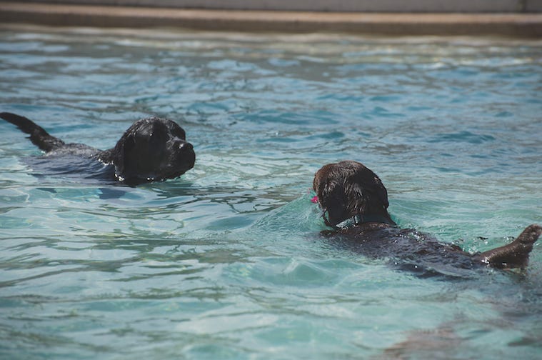 Dogs, Swimming, Pool, Black Labs Dogs, Swimming, Pool, Black Labs