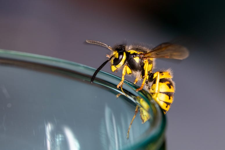 Wasp, Glass Wasp, Glass