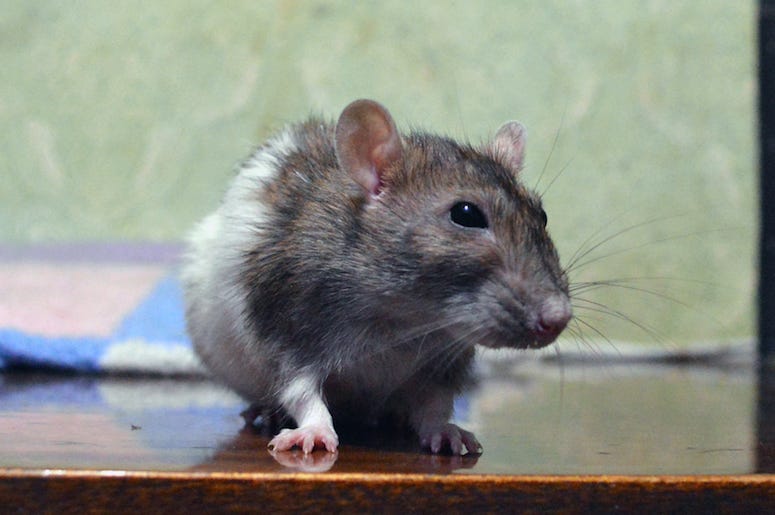 Rat, Mouse, Rodent, Cute Rat, Mouse, Rodent, Cute