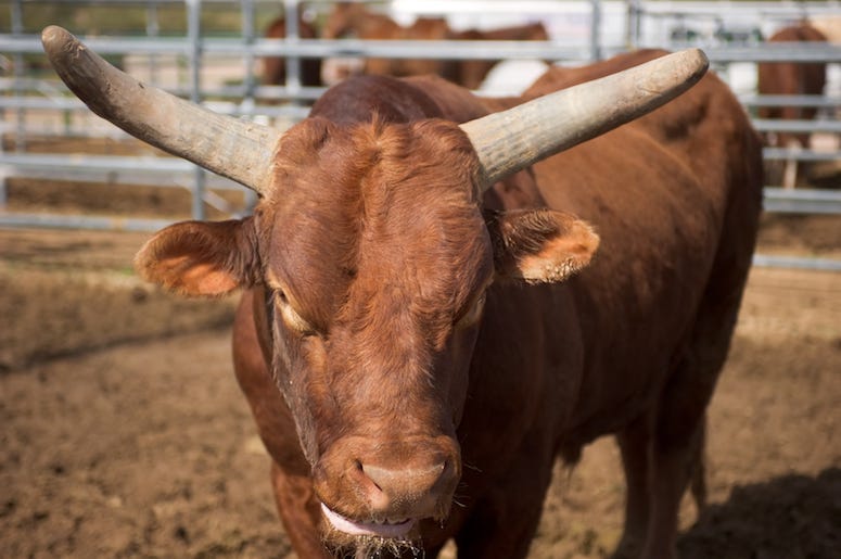 Rodeo, Pen, Bull Rodeo, Pen, Bull