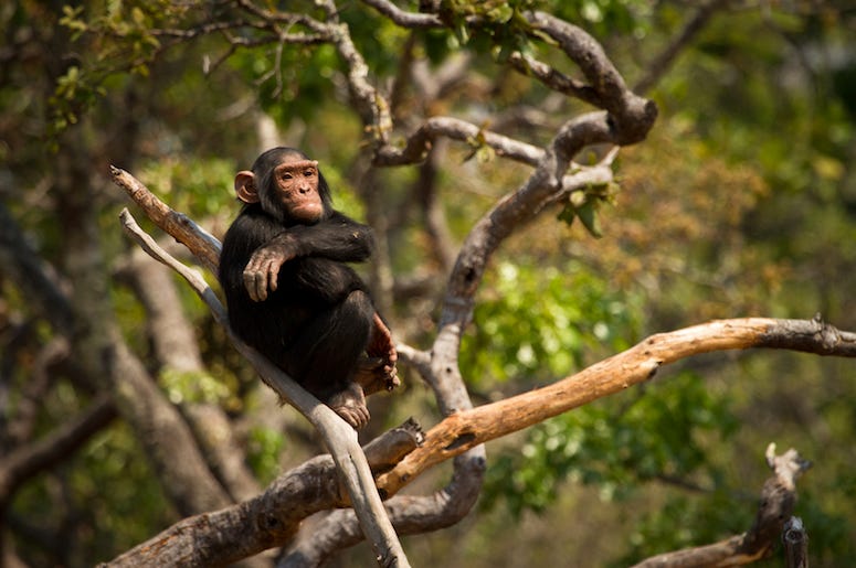 Chimpanzee, Wild, Animal, Forest, Tree, Arms Crossed Chimpanzee, Wild, Animal, Forest, Tree, Arms Crossed