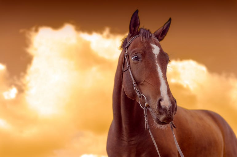 Brown Horse, Sunset Brown Horse, Sunset