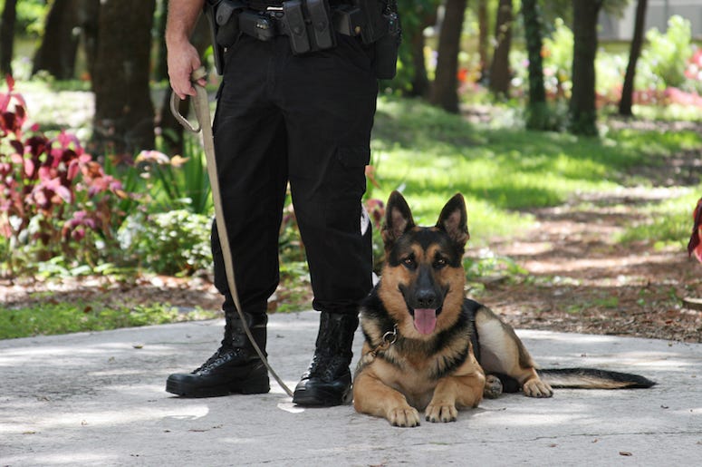 Police Officer, Police Dog, German Shepherd Police Officer, Police Dog, German Shepherd
