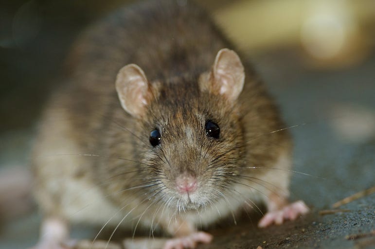 Brown, Rat, Concrete, Floor Brown, Rat, Concrete, Floor