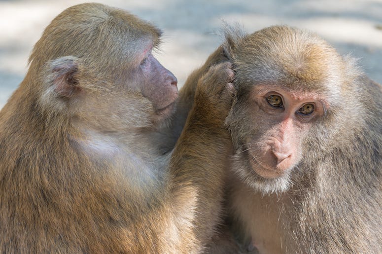 Monkeys, Picking Ear Monkeys, Picking Ear