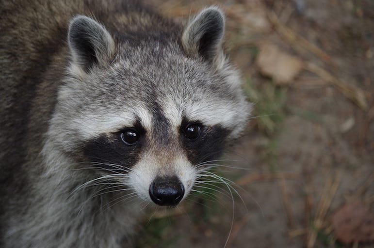 Raccoon, Face, Outdoors Raccoon, Face, Outdoors