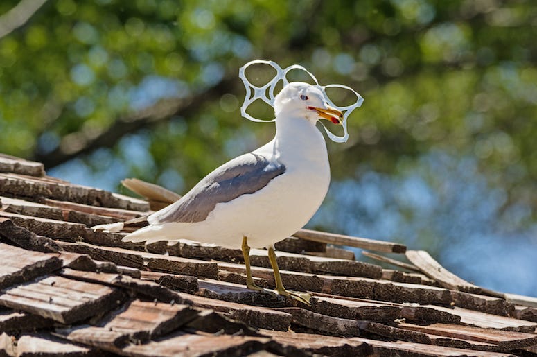 Seagull, Bird, Trapped, Six Pack, Plastic Seagull, Bird, Trapped, Six Pack, Plastic