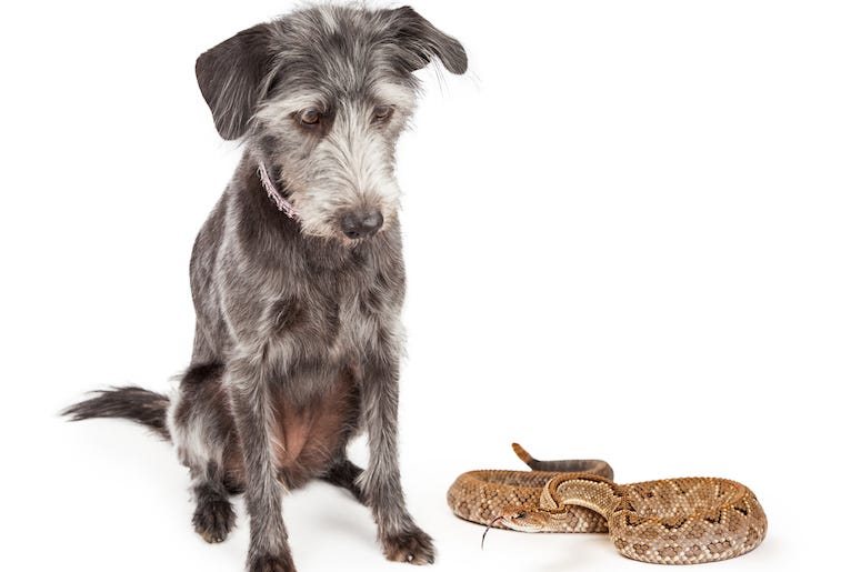 Dog, Rattlesnake Dog, Rattlesnake