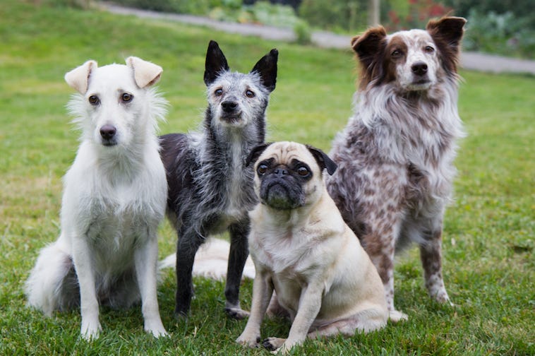 Dogs, Lawn, Outside Dogs, Lawn, Outside