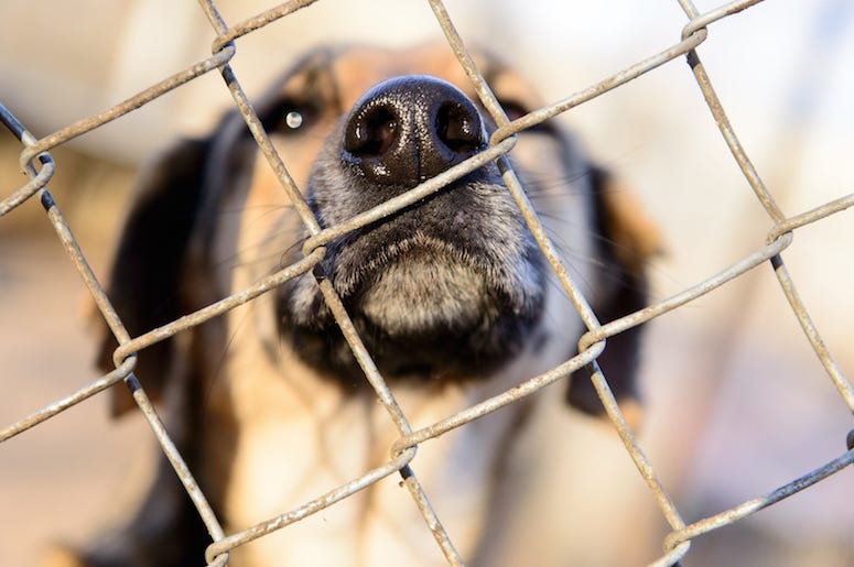 Dog, Face, Snout, Shelter, Cage Dog, Face, Snout, Shelter, Cage