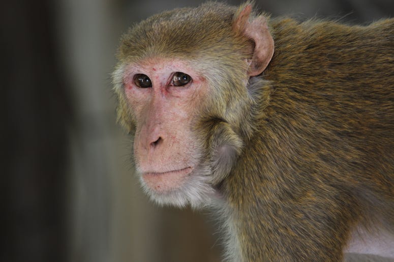 Rhesus Macaque, Monkey Rhesus Macaque, Monkey