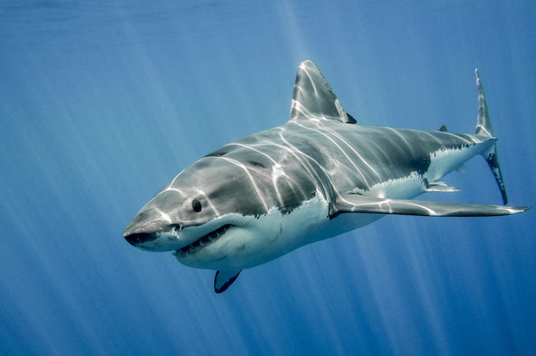 Great White, Shark, Swimming, Ocean Great White, Shark, Swimming, Ocean