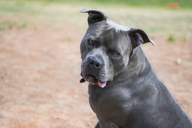 American Bully, Goofy, Dog, Tongue American Bully, Goofy, Dog, Tongue