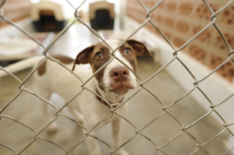 Shelter Dog, Cage, Adoption, Snoot Shelter Dog, Cage, Adoption, Snoot