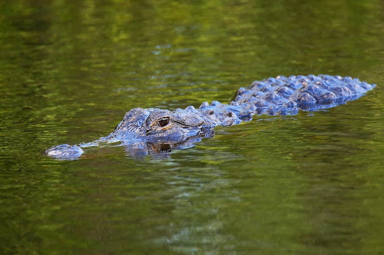Alligator, Swimming, Eyes Alligator, Swimming, Eyes