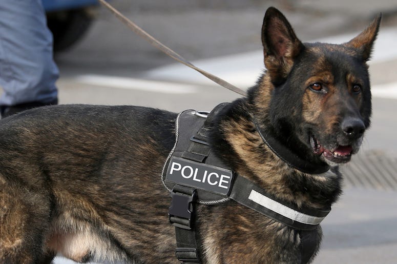 Police Dog, Vest, German Shepherd Police Dog, Vest, German Shepherd