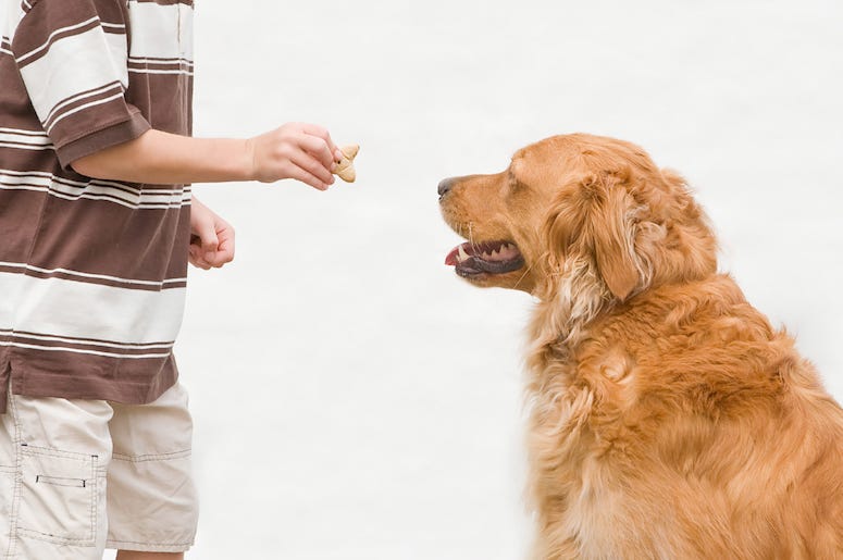 Boy, Dog, Treat Boy, Dog, Treat