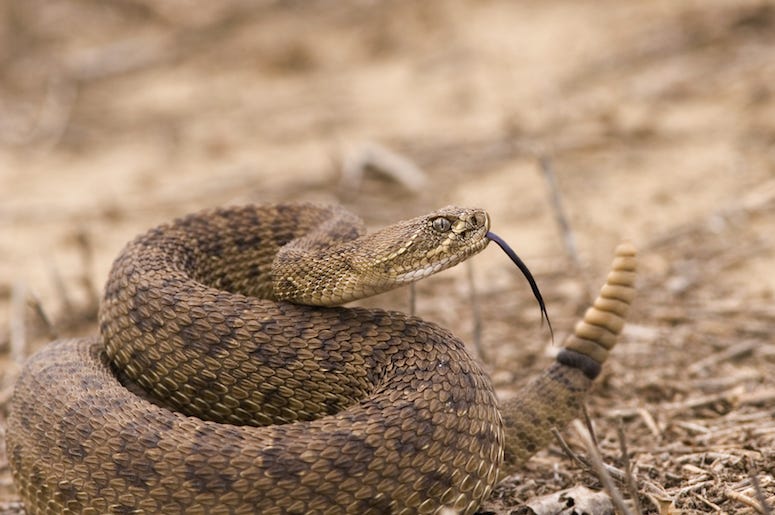 Rattlesnake, Desert Rattlesnake, Desert
