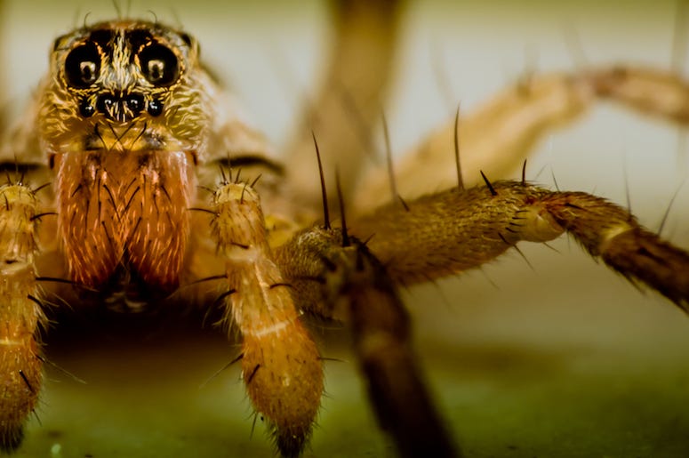 Spider, Close Up, Wolf Spider Spider, Close Up, Wolf Spider