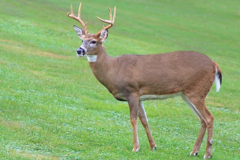Deer