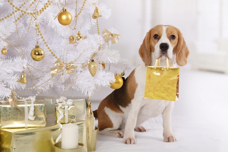 beagle with a package beagle with a package