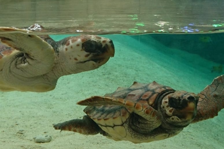 Sea Turtles