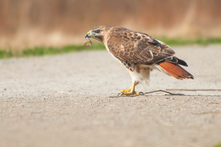 red tailed hawk