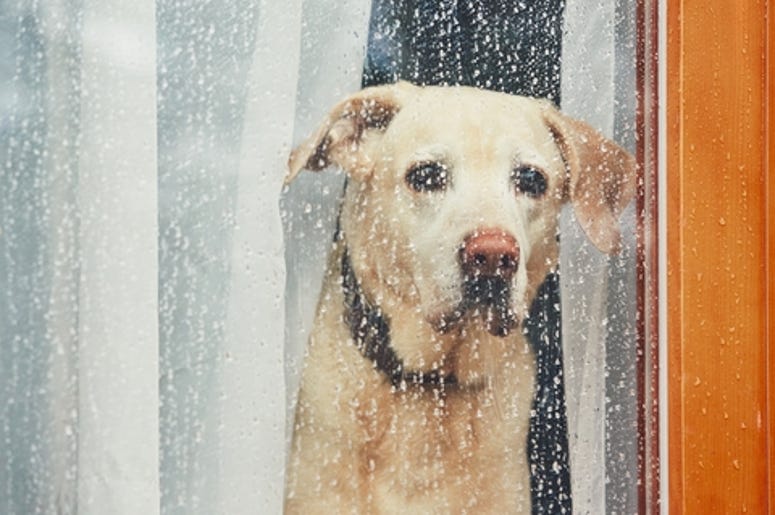 SAD dog