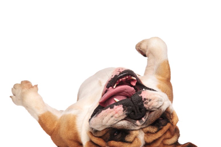 English Bulldog