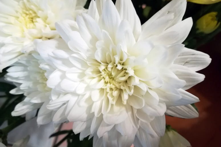 Mum Flower