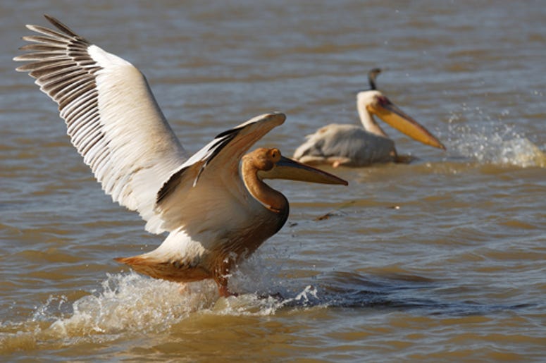 Two Pelicans
