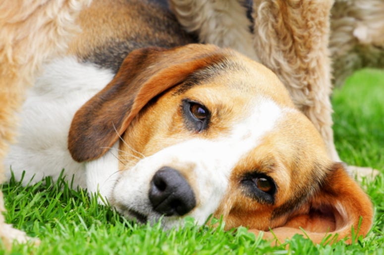 Beagle
