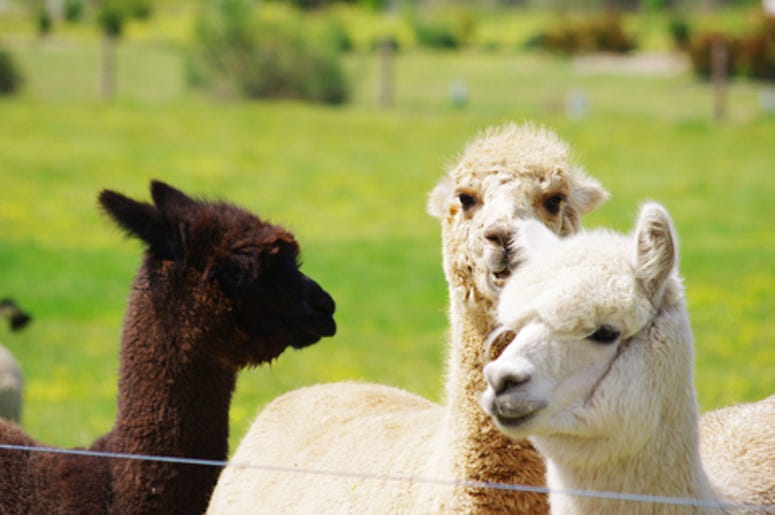 Alpacas on a farm