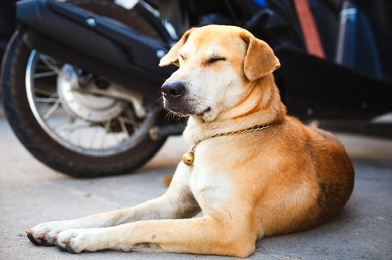 Dog on the street