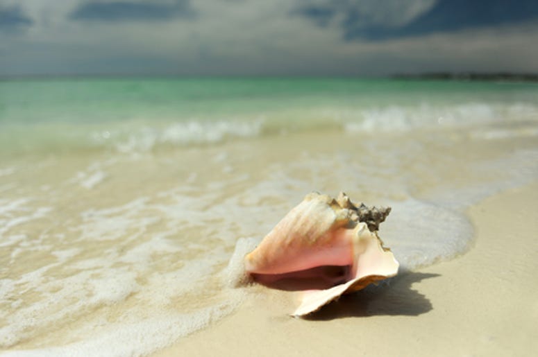 Queen Conch Shell