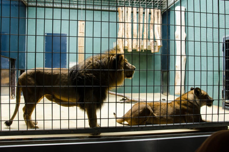 Big Cats in a cage