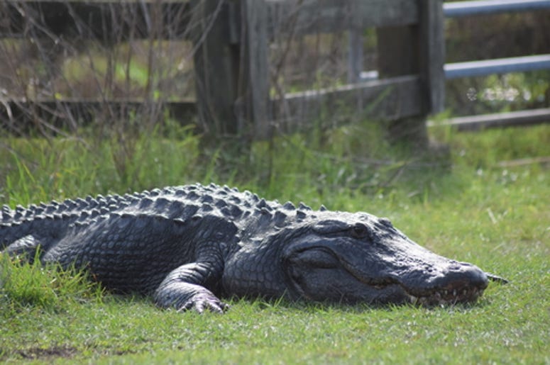 Alligator