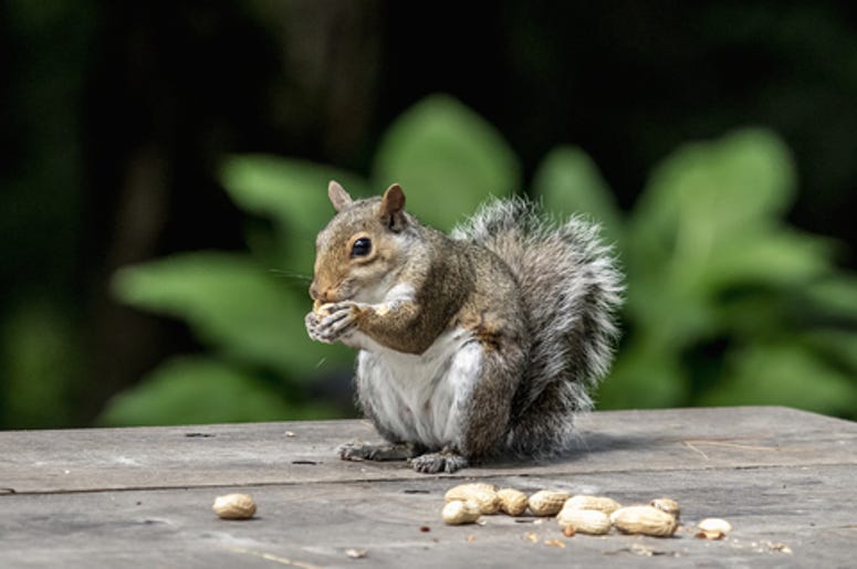 Squirrel with his peanuts