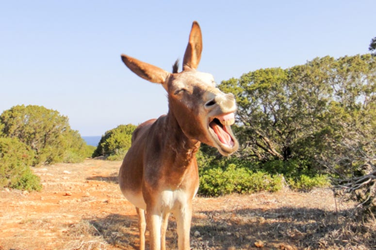 Donkey
