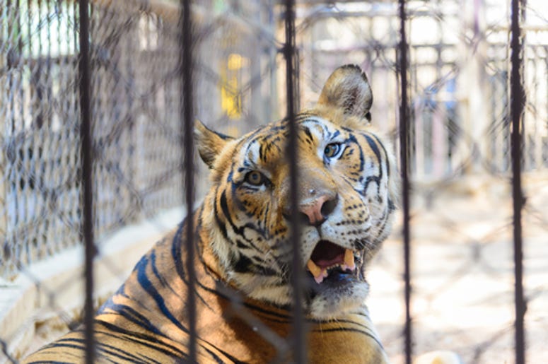 Tiger in a Cage